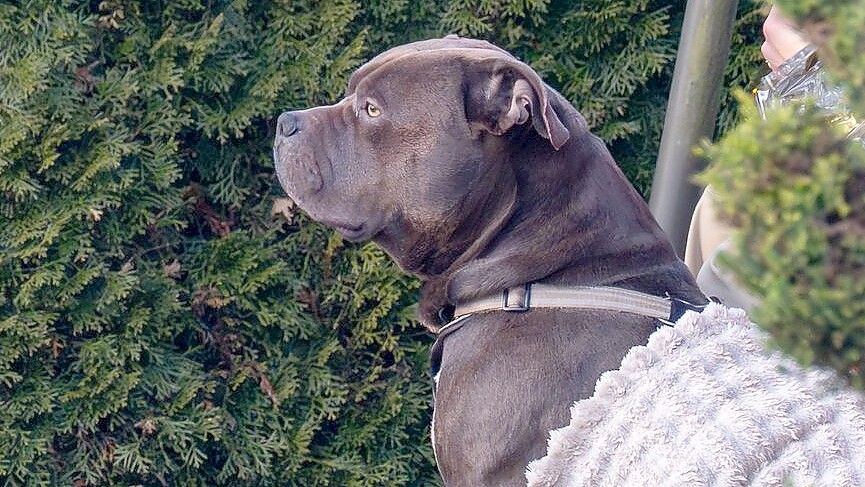 Rasse geklärt: Bei dem Hund aus Lohne handelt es sich um einen American Bully XL. Foto: Matthias Niehues