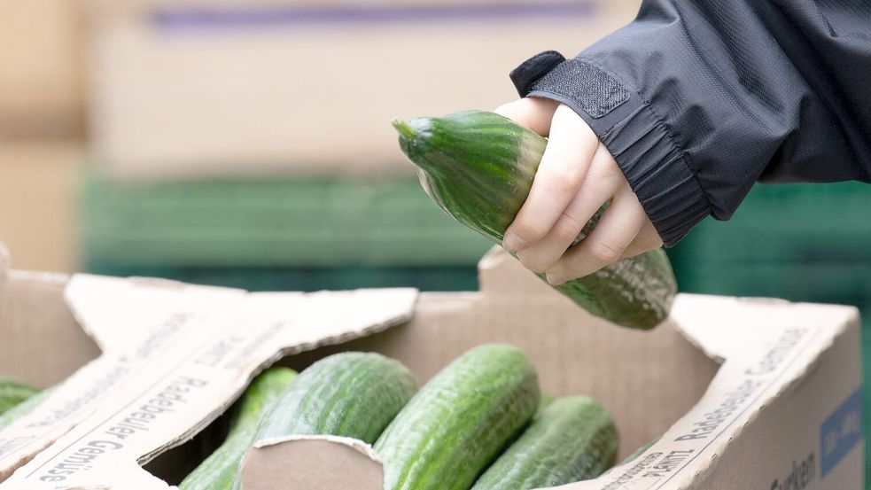 Salatgurken gehören zu den beliebtesten Gemüsesorten in Deutschland. (Symbolbild) Foto: Sebastian Kahnert