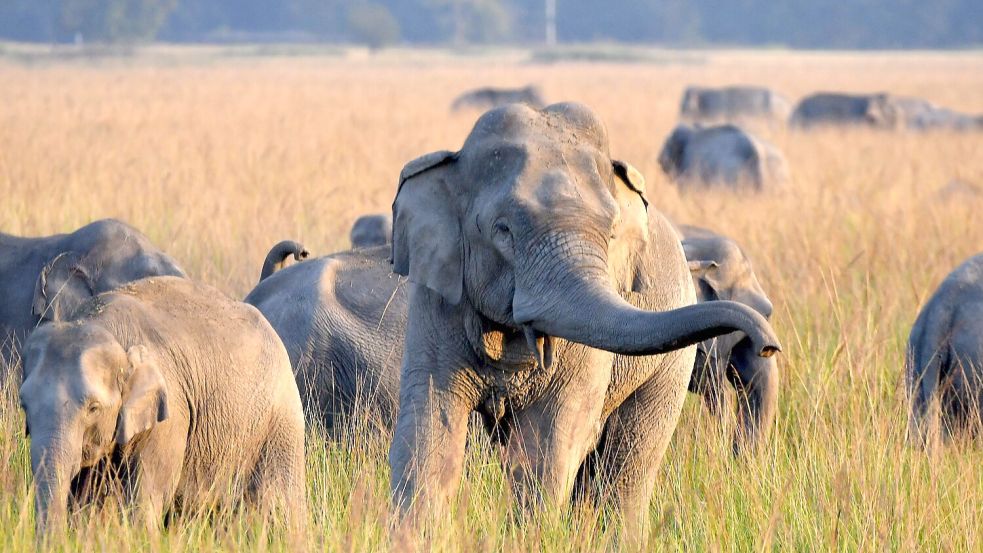 Eine Herde wilder Elefanten ist in einem Dorf im Bezirk Nagaon im nordöstlichen indischen Bundesstaat Assam zu sehen. Foto: dpa/XinHua