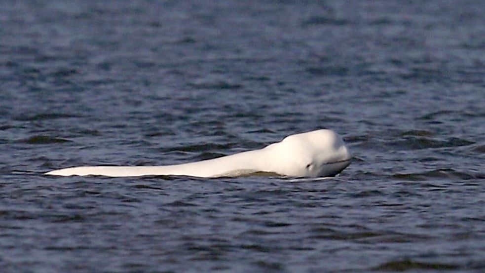 Am 17. Januar wurde der Belugawal zum ersten Mal gesehen. Die Stiftung SOS Dolfijn behält das Tier genau im Blick. Foto: Jeroen Hoekendijk/SOS Dolfijn