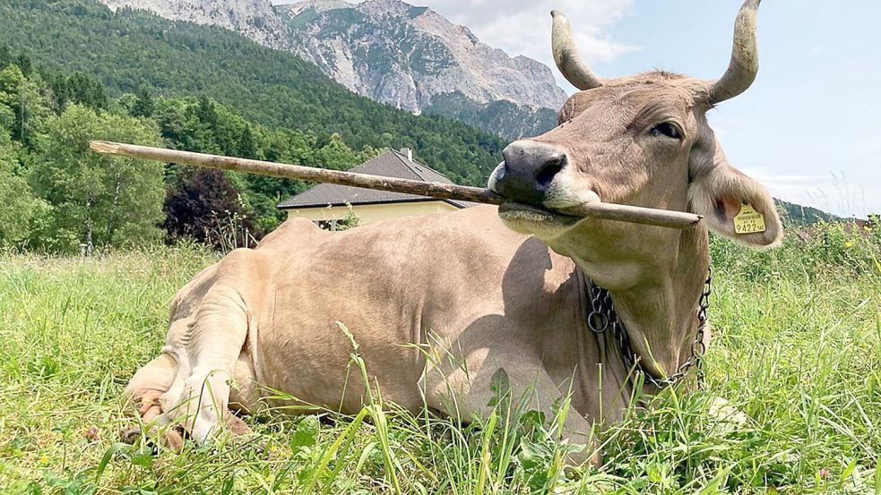 Veronika schnappt sich lange Objekte, um sich zu kratzen. Foto: Antonio Osuna Mascaró