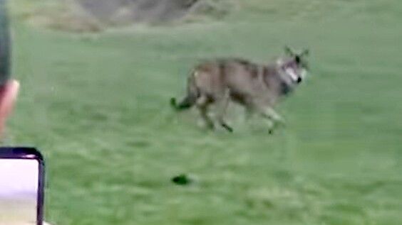 Der Jungjäger Sikko Sikkenga und sein Freund Maxim Becker haben den Wolf am Sonntag gesehen und gefilmt. Screenshot: Henrik Zein