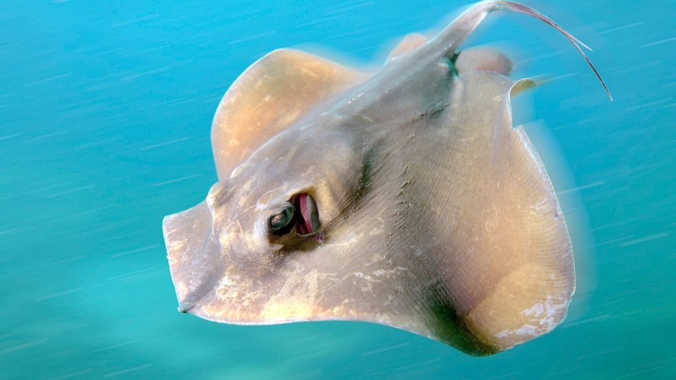 Der gewöhnliche Stechrochen Foto: Imago Images