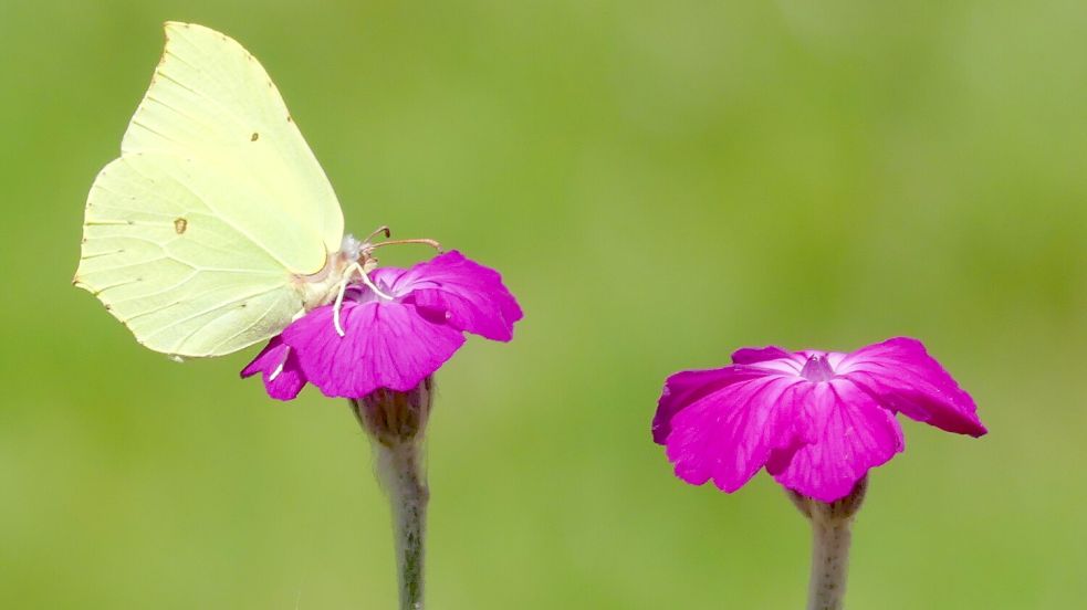 Ein zarter, geflügelter Gast auf der Blüte: Ein Zitronenfalter im Latüt-Garten von Karin Berends-Lüürßen in Langholt. Die Körperflüssigkeit des Zitronenfalters enthält eine Art Frostschutzmittel. Deshalb überstehen die Falter ohne Probleme Temperaturen von -15 ° Celsius. Foto: Berends-Lüürßen