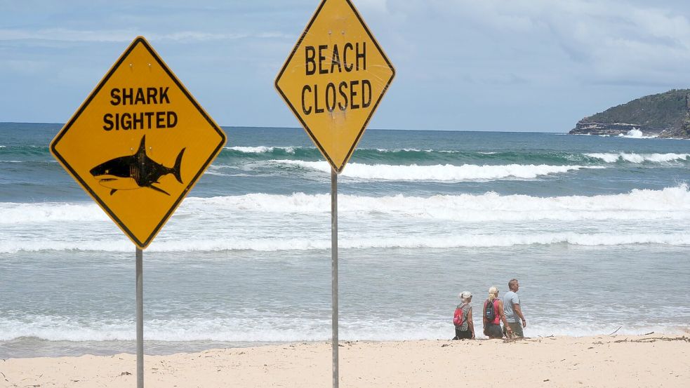 Innerhalb von nur wenigen Tagen wurden aus dem australischen Bundesstaat New South Wales vier Haiangriffe gemeldet. (Symbolbild) Foto: Rick Rycroft/AP/dpa