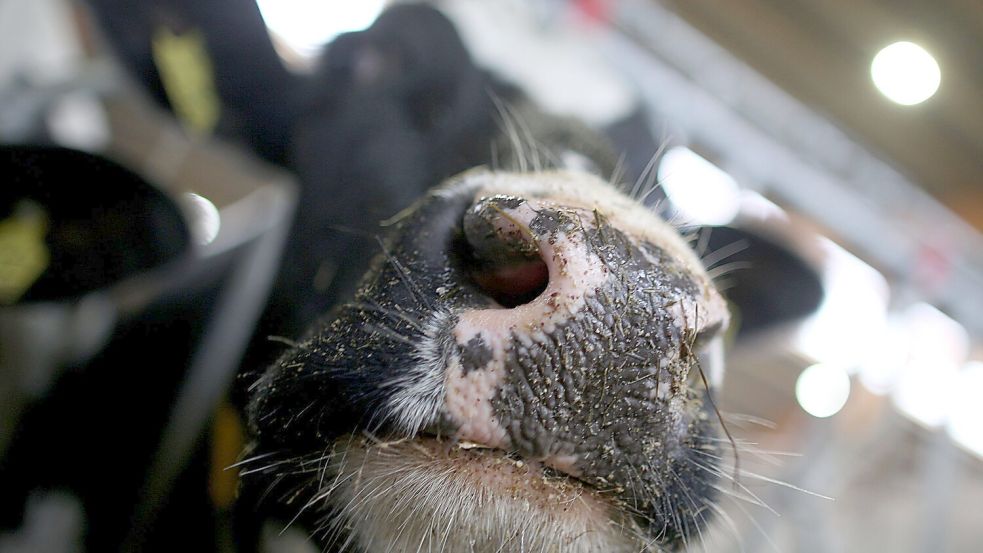 Erstmals sind in Europa bei einer Kuh Antikörper gegen die Vogelgrippe festgestellt worden. (Symbolbild) Foto: Oliver Berg/dpa
