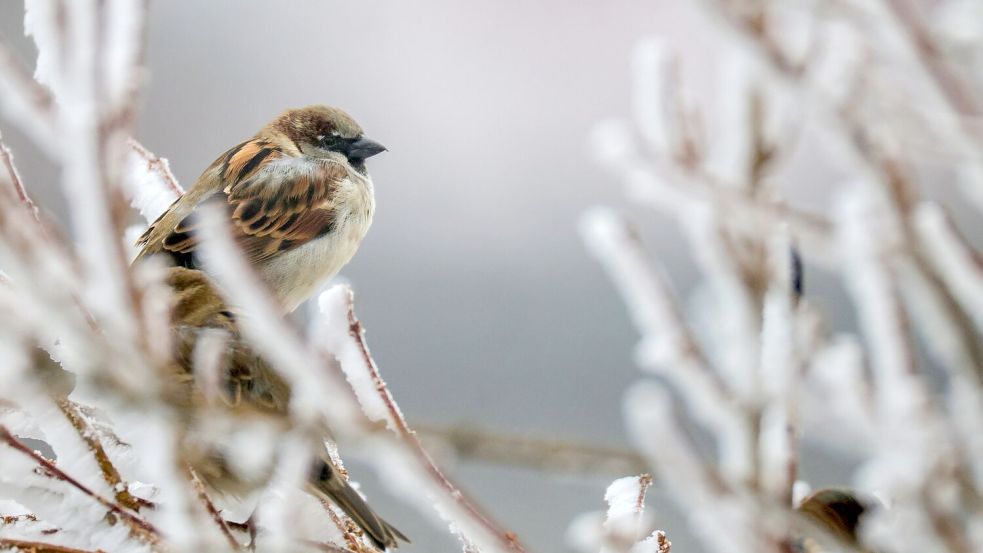 Trotz eines Rückgangs führt der Haussperling die Rangliste weiter an. Foto: Thomas Warnack/dpa