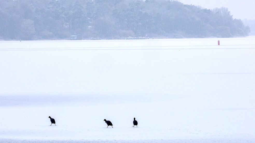 Blässhühner sind auf der komplett vereisten Müritz bei der Futtersuche unterwegs. Foto: Jens Büttner