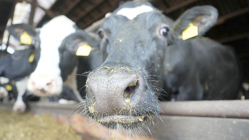 Das Vogelgrippe-Virus ist in den Niederlanden in einer Kuh nachgewiesen worden. Foto: Marcus Brandt/dpa