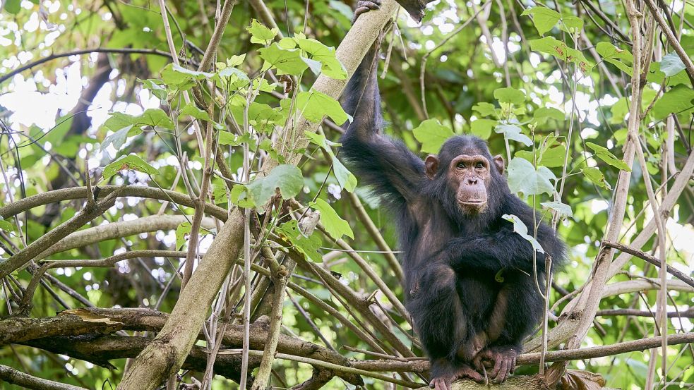 Wie gehen wilde Tiere damit um, wenn ein Tier in ihrer Gruppe beeinträchtigt ist? Foto: IMAGO/imagebroker