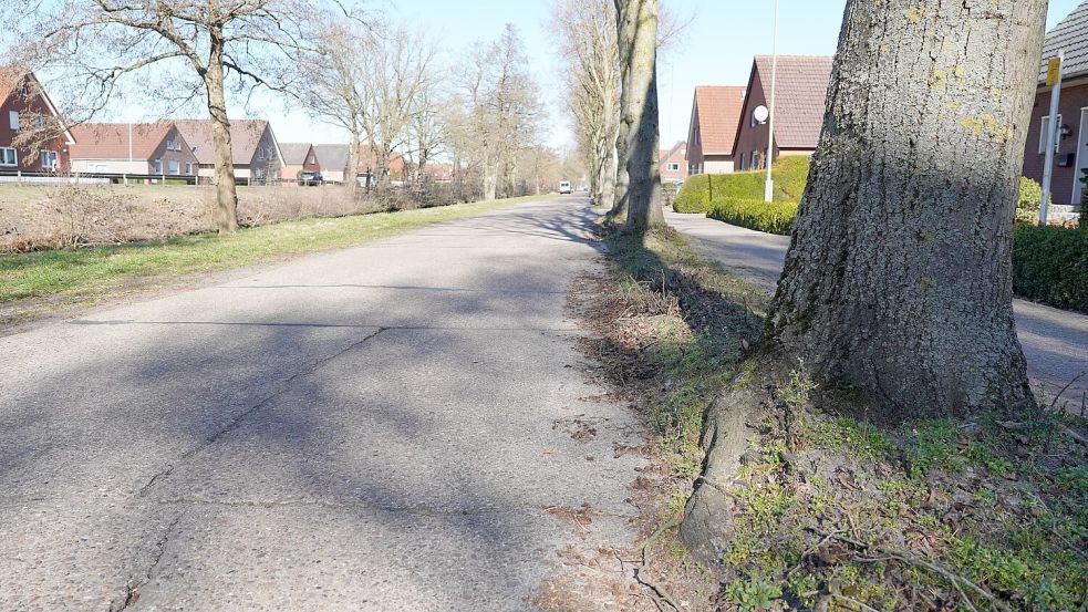 Entlang eines Teils der Straße „Splitting links“ in Papenburg will die Stadt mehrere Bäume fällen und die Fahrbahn begradigen. Foto: Gerd Schade