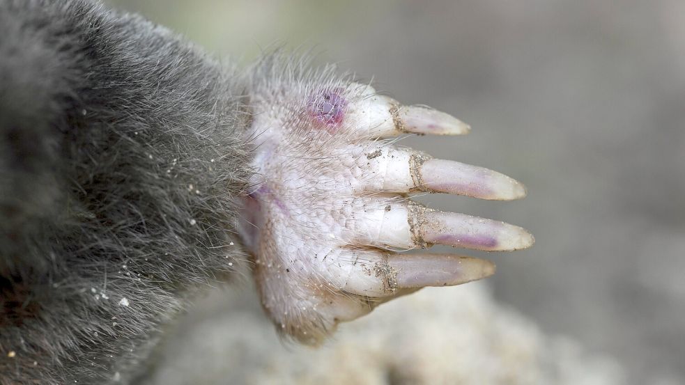 Mit ihren kräftigen Vorderpfoten können sich Mauwürfe auch durch harten und gefrorenen Boden graben. Foto: IMAGO/Alimdi