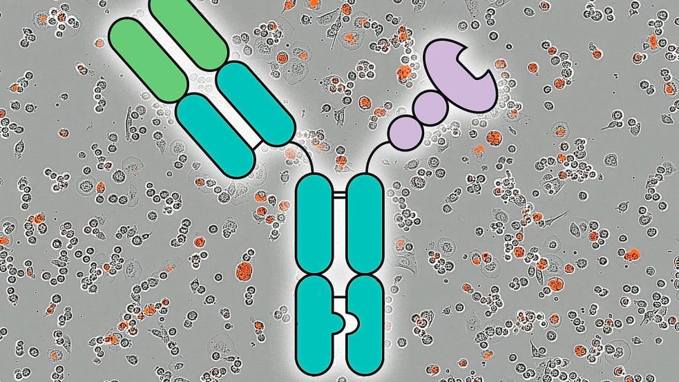 Schematische Darstellung des neu entwickelten Antikörpers. Der lilafarbene „Greifer“ blockiert die Zuckermoleküle auf der Krebszelle. Dahinter zeigt ein Mikroskopbild rot eingefärbt die in einem Zeitraum von fünf Stunden abgetöteten Krebszellen. Foto: Massachusetts Institute of Technology
