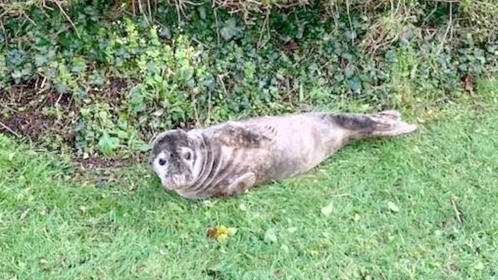 Diese Robbe verirrte sich in einen Privatgarten im englischen Cornwall. Foto: Susan White
