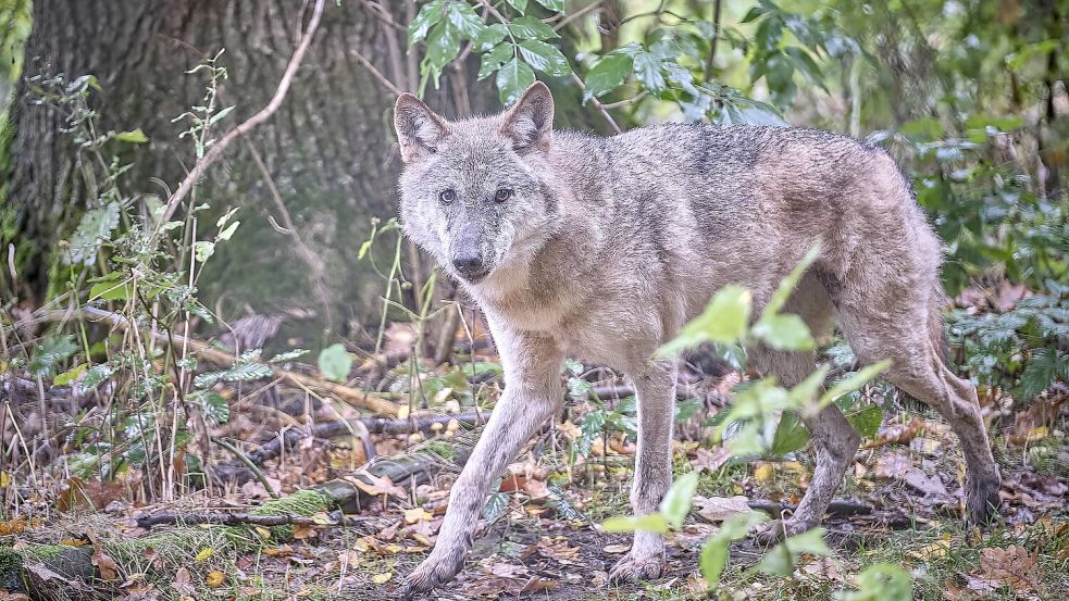 Im Schwarzwald gibt es von nur einem einzelnen Wolf seit Anfang 2024 fast 200 Sichtungen – sein eigentlich geplanter Abschuss liegt nun erstmal auf Eis. Foto: IMAGO/STAR-MEDIA