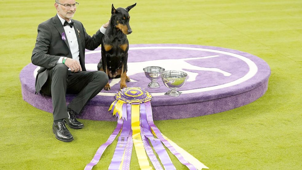 „Penny“, die Dobermann-Dame, ist die 42. weibliche Gewinnerin in der 150 Jahre alten Geschichte des Westminster-Hundewettbewerbs. Foto: Yuki Iwamura/AP/dpa