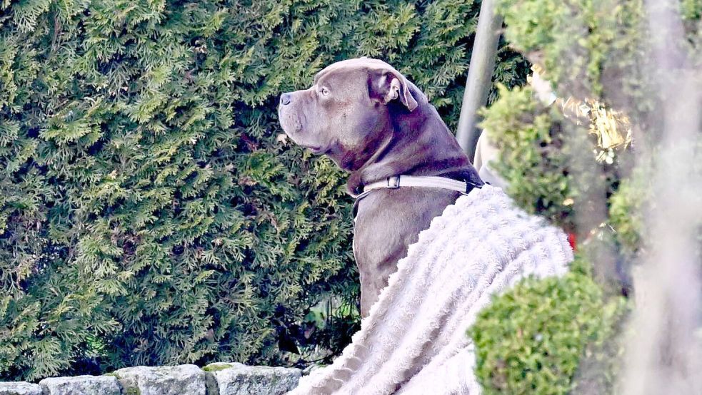 In den sozialen Netzwerken häufen sich Kommentare, die Zweifel an den Ermittlungen äußern, einen öffentlichen Wesenstest verlangen oder von einem „Unschuldsbeweis“ sprechen. Foto: Matthias Niehues