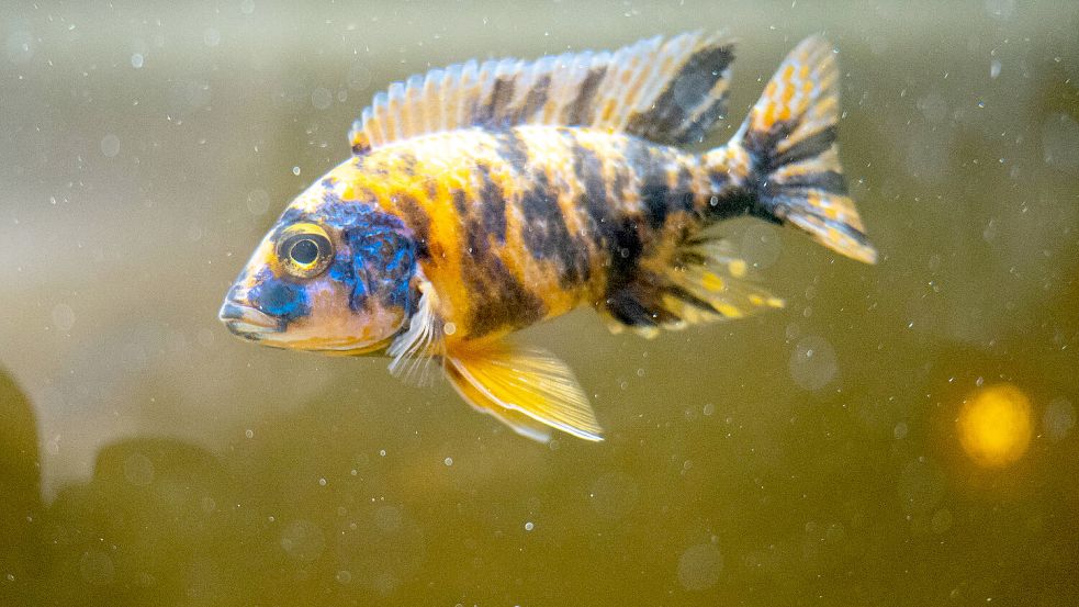 Wie gefährlich ist der neue Social-Media-Trend tatsächlich für Fische? Foto: IMAGO/Cavan Images