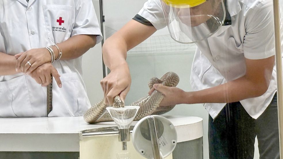 Die Schlangen-Handler gehen sehr routiniert, aber auch vorsichtig vor. Foto: Carola Frentzen/dpa