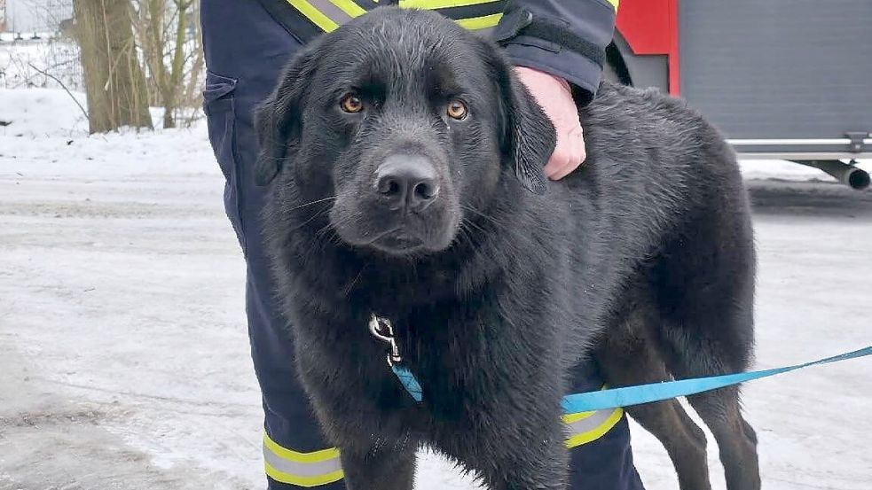 Caillou nach seiner Rettung aus dem Teich in Friesoythe. Foto: Feuerwehr Friesoythe
