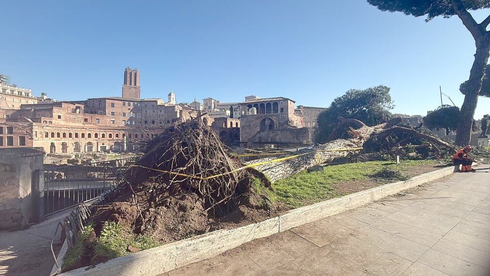 Nach Unwettern sind innerhalb eines Monats drei solcher Bäume mitten auf der berühmten Via dei Fori Imperiali umgestürzt - sie zählt zu den beliebtesten Straßen zum Flanieren und vor allem die zahlreichen Rom-Touristen nutzen sie. Foto: Dipartimento Ambiente Roma/dpa