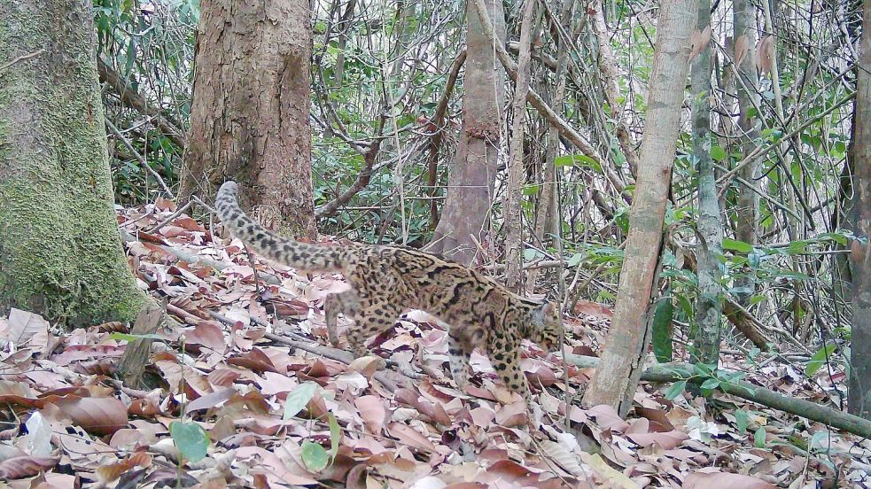 Marmorkatzen leben in Südostasien und gelten als gefährdet. Wegen ihrer versteckten, baumbewohnenden Lebensweise ist die Art kaum erforscht. Foto: Fauna&Flora/XinHua/dpa