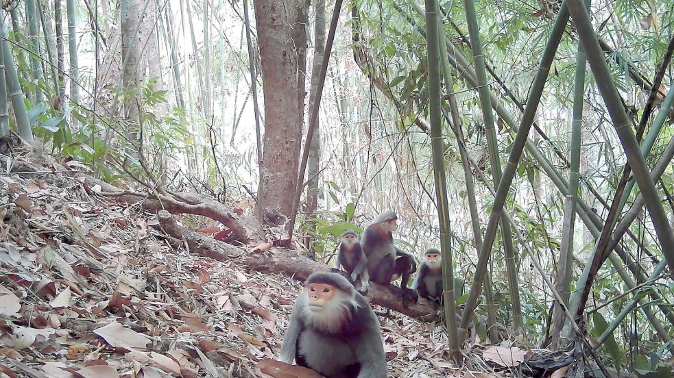 Kleideraffen gelten als einige der schönsten Primaten der Welt - aber sie sind extrem selten. Foto: Fauna&Flora/XinHua/dpa