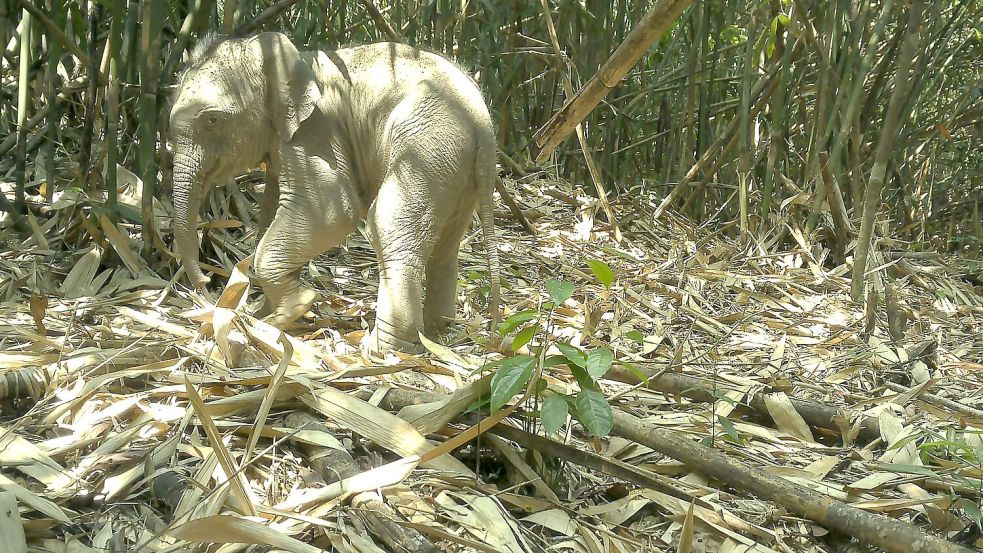 Die Kamerafalle nahm auch einen jungen Asiatischen Elefanten im Annamiten-Gebirge auf. Foto: Fauna&Flora/XinHua/dpa
