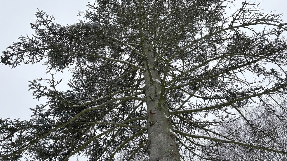 Starker Stamm und sonst noch was? Ein Baumkontrolleur soll Bäume in Rhauderfehn in Augenschein nehmen. In erster Linie geht es aber nicht um Baumpflege. Foto: Marion Janßen