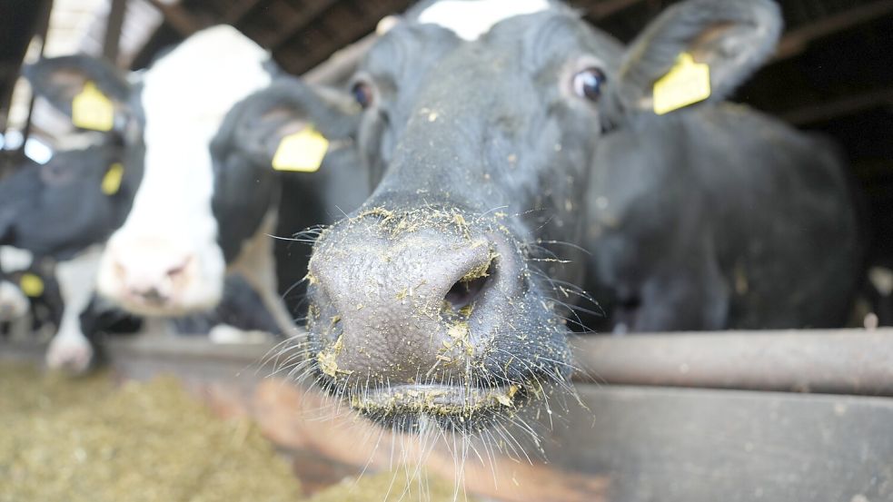 Kühe im Stall: Ihre Milch ist momentan nicht besonders viel wert. Das bringt einige Landwirte in Ostfriesland in Not. Foto: Marcus Brandt/dpa/Archiv