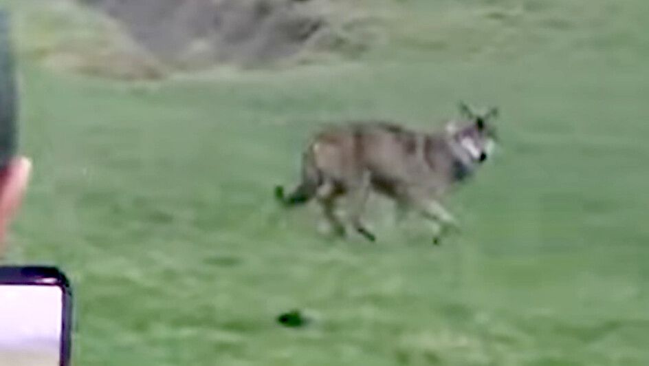 Zwei Jungjäger haben den Wolf am Sonntag in Langholt gesehen und gefilmt. Screenshot: Henrik Zein