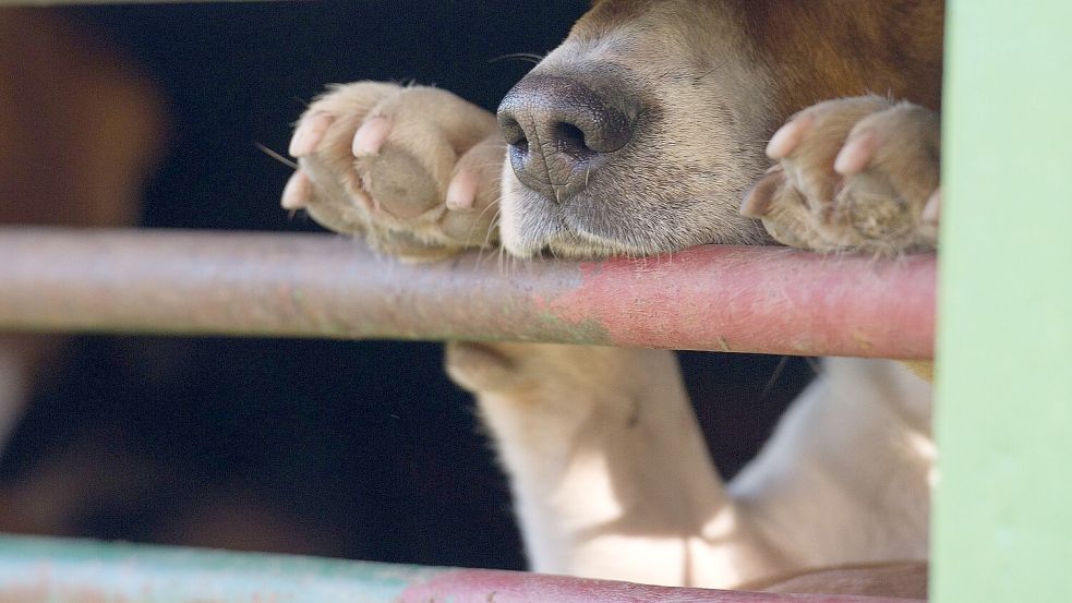 In Absprache mit dem Veterinäramt war der Hund in die Quarantänestation eines Tierheims gebracht worden. (Symbolbild) Foto: picture alliance / ZB