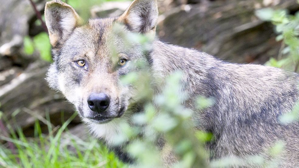 Berichte über Wolfs-Sichtungen lösen bei vielen Menschen Ängste und Sorgen aus. Foto: Stratenschulte/dpa