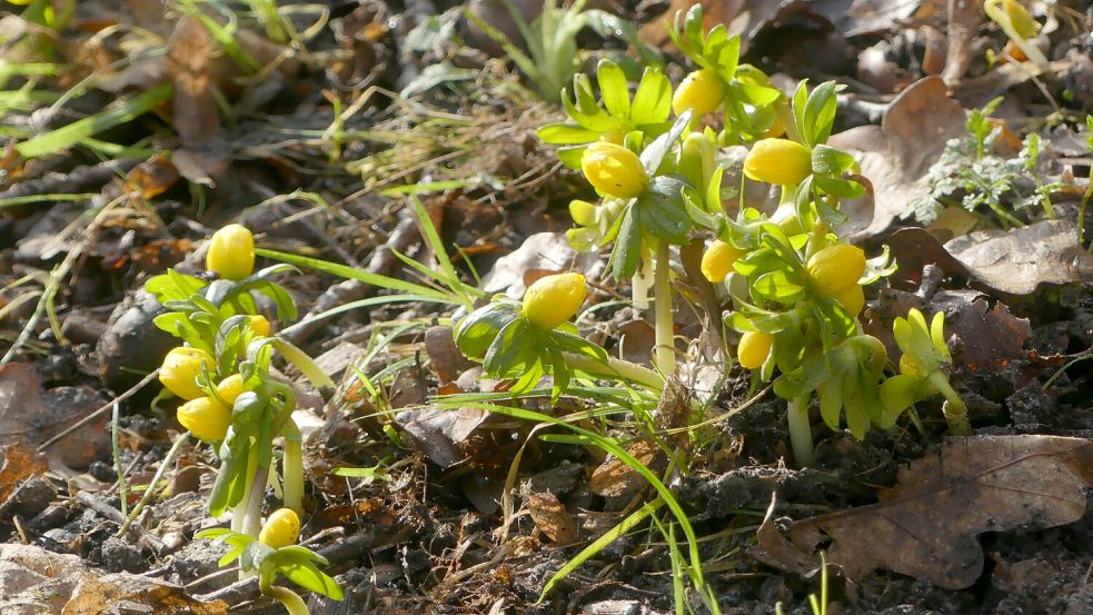 Zwischen Laub und Beetrand blühen Winterlinge – ein frühes Signal, dass der Frühling näher rückt. Doch noch ist es nicht so weit. Foto: Karin Berends-Lüürßen
