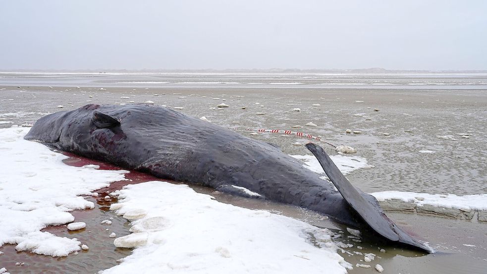 Manchmal verirren sich männliche Wale und geraten in flachere Gewässer. Foto: Mads Claus Rasmussen/Ritzau Scan