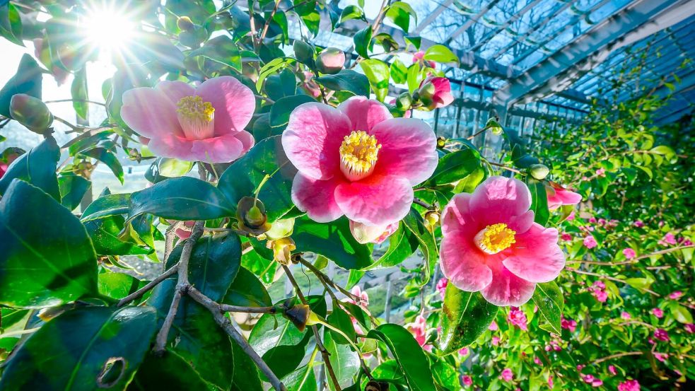 Milde Temperaturen sind für die nächsten Tage vorhergesagt. Foto: Patrick Pleul/dpa