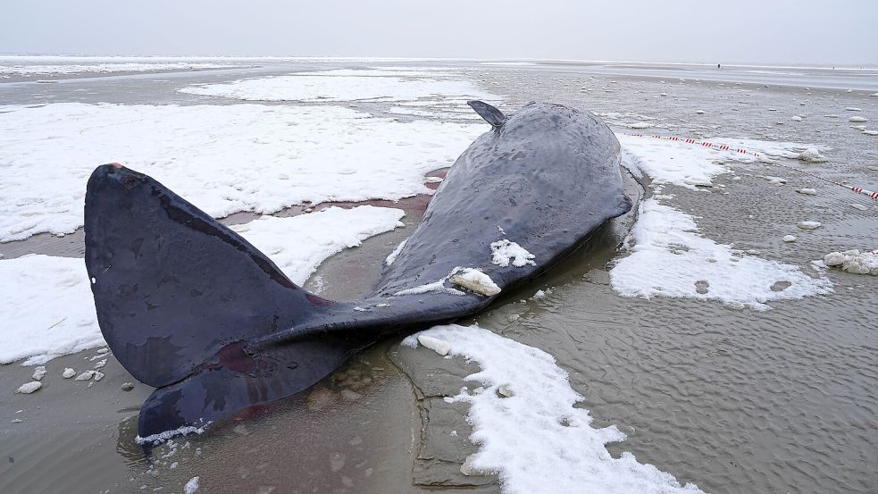 Drei der sechs gestrandeten Tiere sollen geborgen und abtransportiert werden. Foto: Imago Images