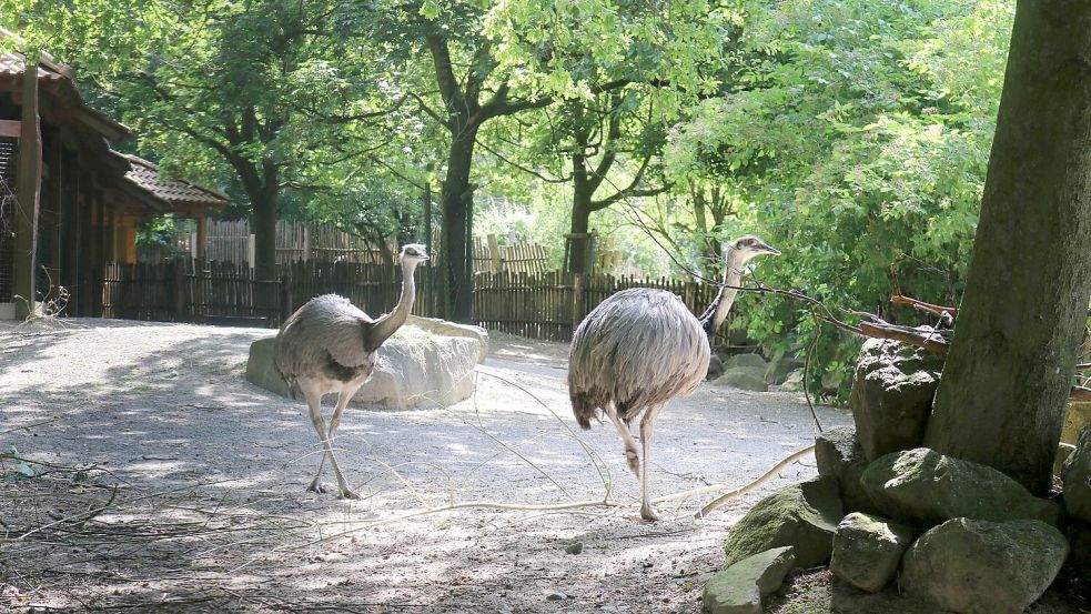Seit Jahrzehnten wurden im Zoo Osnabrück Nandus gehalten – bis zum jetzigen Ausbruch der Vogelgrippe, der alle drei Exemplare das Leben kostete. Foto: Zoo Osnabrück