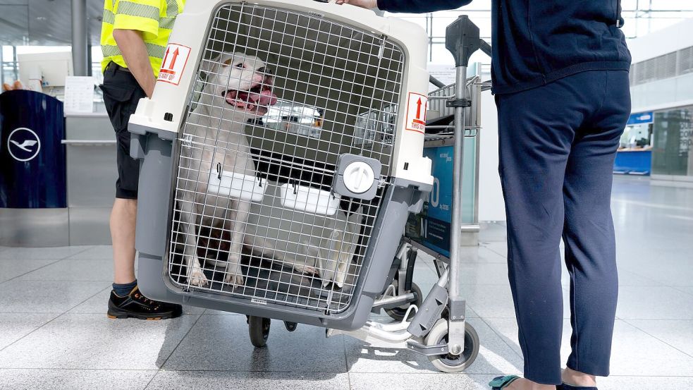 Bislang müssen größere Hunde in Transportboxen. (Symbolbild) Foto: Sven Hoppe