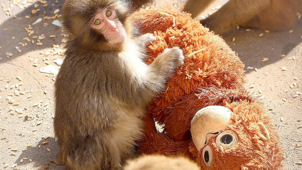 Der Affe Punch in Japan bewegt mit seinem Stoffaffen die Menschen weltweit. Foto: -/@ichikawa_zoo/dpa