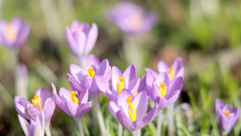 Die ersten Krokusse geben einen Vorgeschmack auf den Frühling. Foto: IMAGO/David Ebener