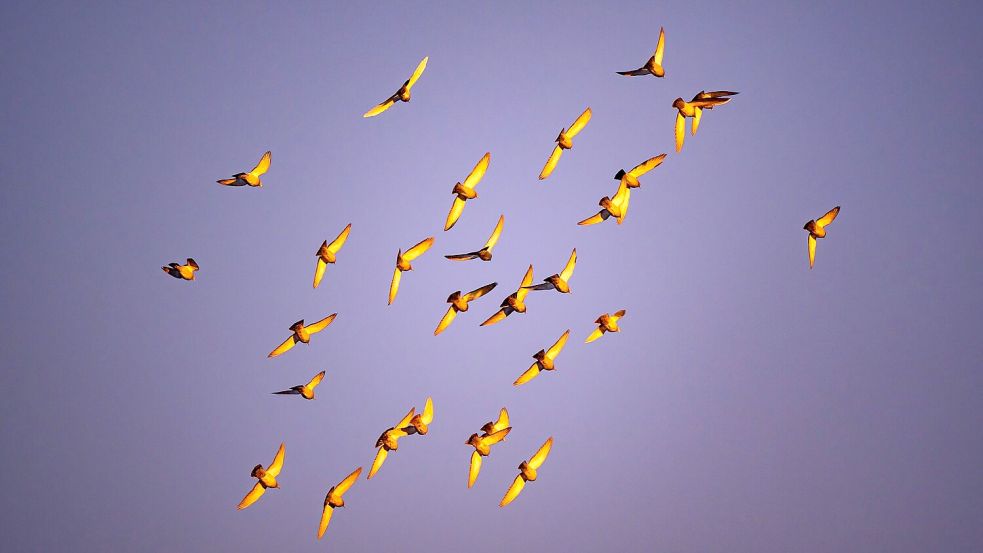 In der Dämmerung stimmen viele Vogelarten zum Morgenkonzert ein. (Archivbild) Foto: Patrick Pleul
