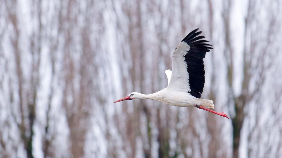 Der Storch gilt als einer der Vorboten für den nahenden Frühling. Foto: Uwe Anspach