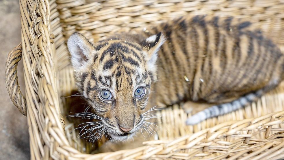 Das kleine Mädchen ist zwei Monate alt. Foto: -/Tierpark Berlin/dpa