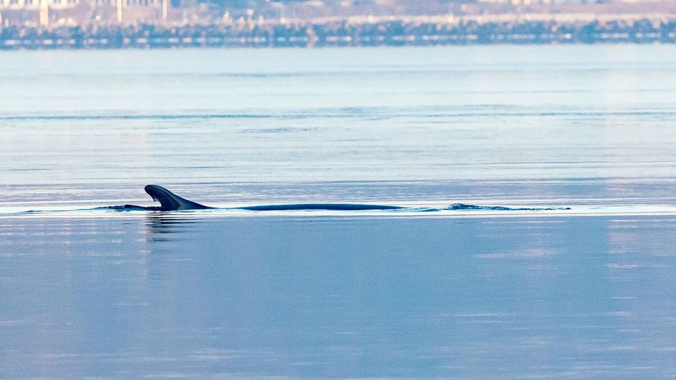 Anfang des Jahres war mehrfach ein Finnwal in der Flensburger Förde gesichtet worden. (Archivbild) Foto: Ulrich Perrey