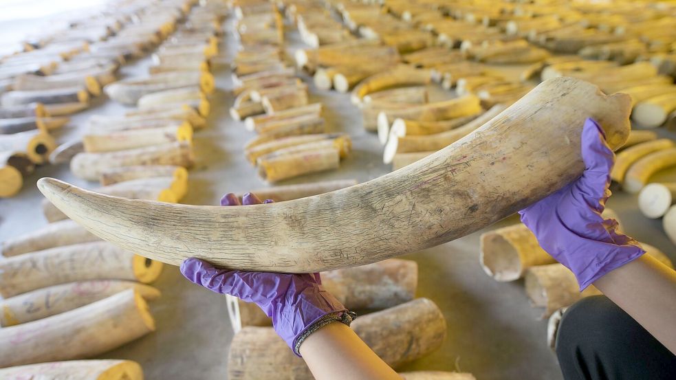 Der illegale Handel mit Elfenbein ist ein Riesengeschäft. (Archivbild) Foto: Then Chih Wey