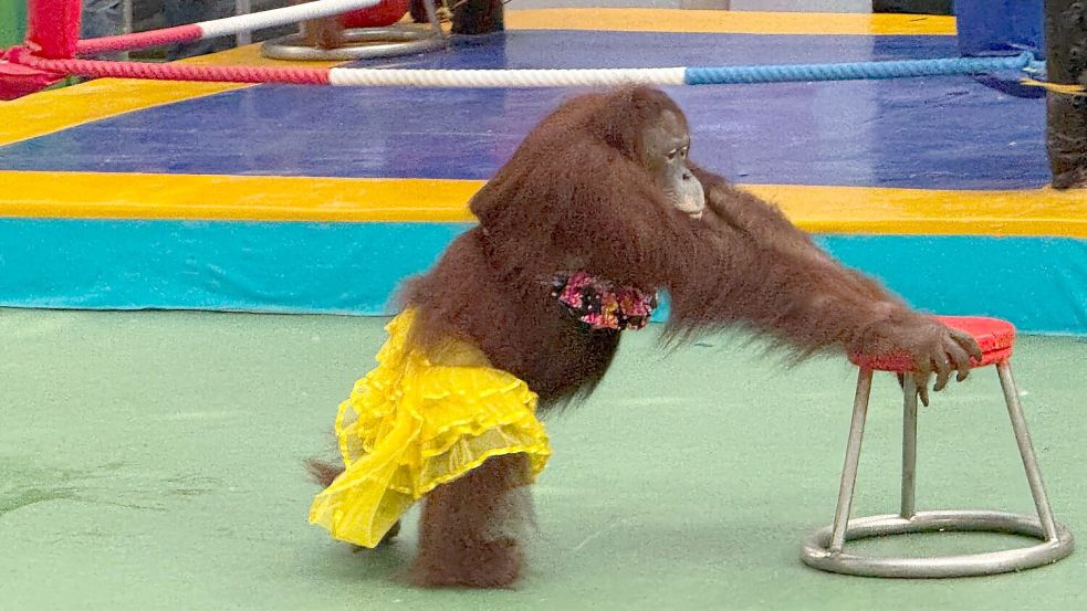 Ein Orang-Utan-Weibchen bei einer umstrittenen Bühnenshow. Foto: Carola Frentzen/dpa