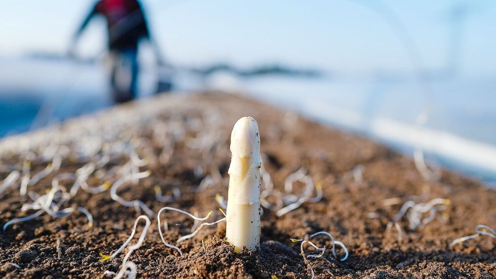 Die Spargelsaison beginnt laut dem Verband Süddeutscher Spargel- und Erdbeeranbauer in Baden-Württemberg Mitte März. (Archivbild) Foto: Uwe Anspach