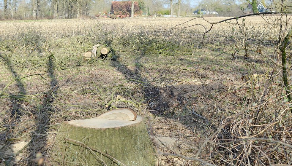 Auf dem Grünstreifen am Ostfriesland-Wanderweg in Rhauderfehn zwischen dem Gasteweg und der Südstraße wurden Eichen gefällt. Nach einem anonymen Schreiben ermittelte die Rhauderfehner Polizei als Verursacher einen 61-jährigen Fehntjer. Doch was der Mann getan hat, ist nicht strafbar. Foto: Astrid Fertig