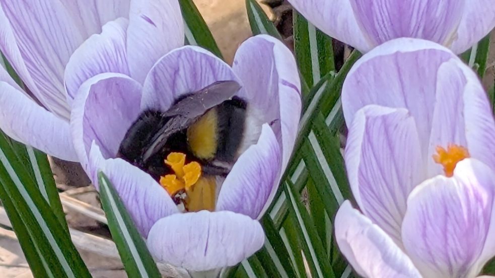 Eine Biene sammelt Nektar auf einem Krokus – frühe Blüten sind jetzt besonders wichtig. Foto: Karin Behrends-Lüürßen